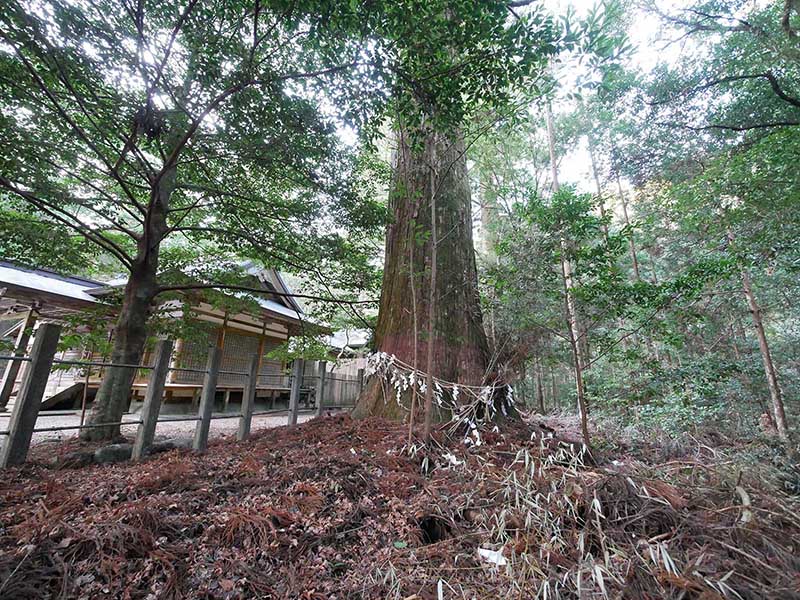 八柱神社のスギ