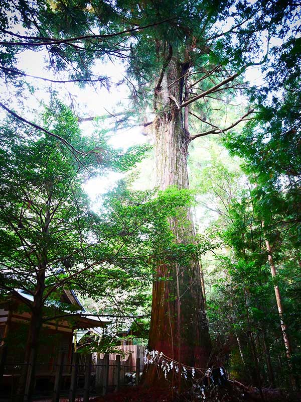 八柱神社のスギ