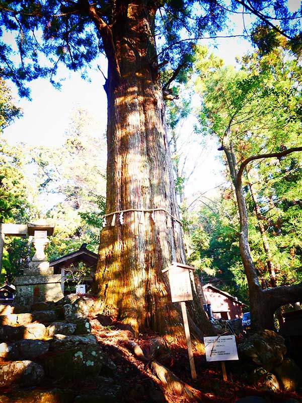 大皇神社のスギ