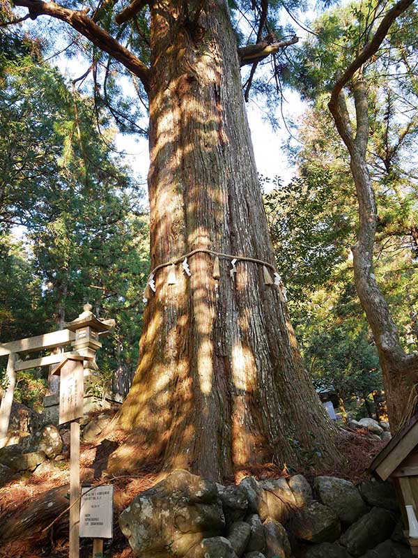 大皇神社のスギ