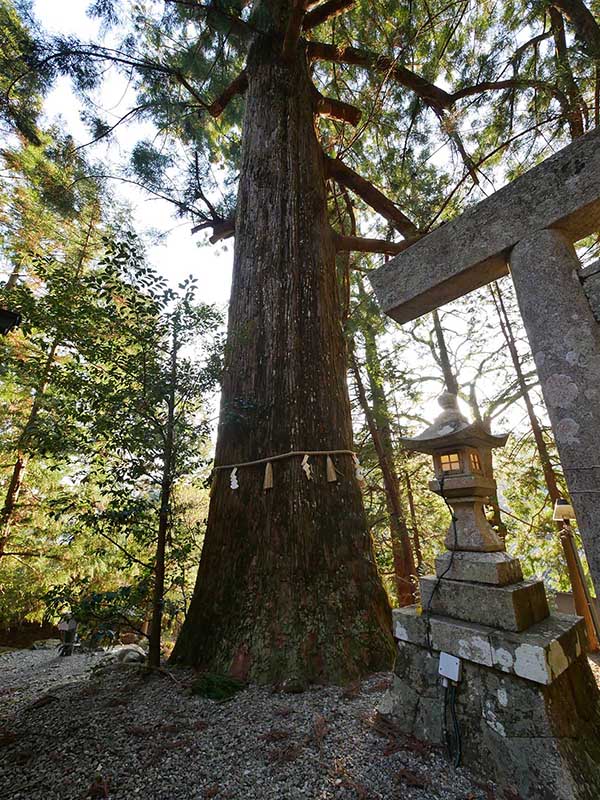 大皇神社のスギ