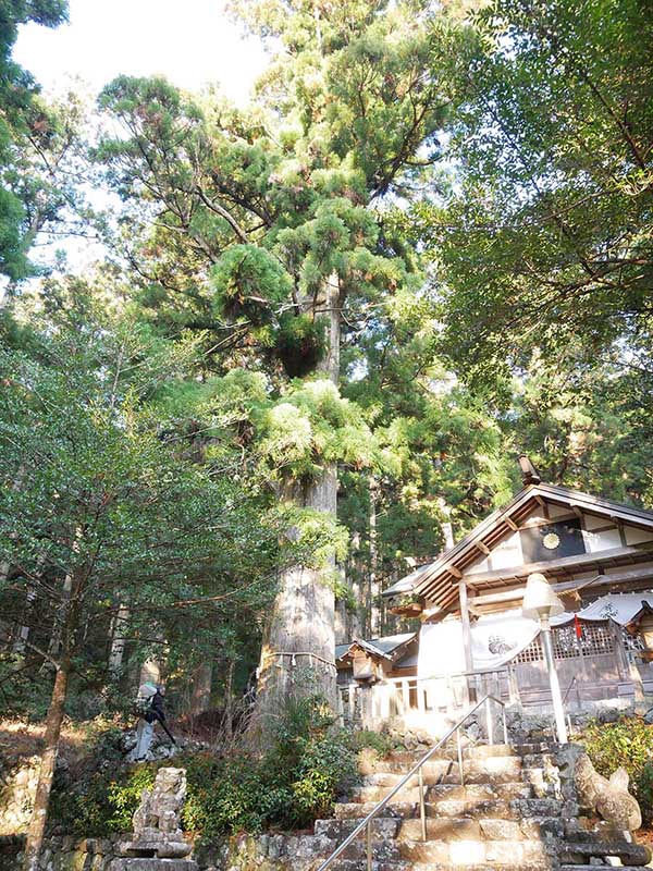 大皇神社のスギ