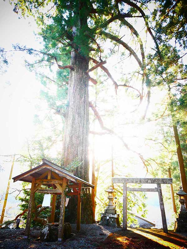 大皇神社のスギ