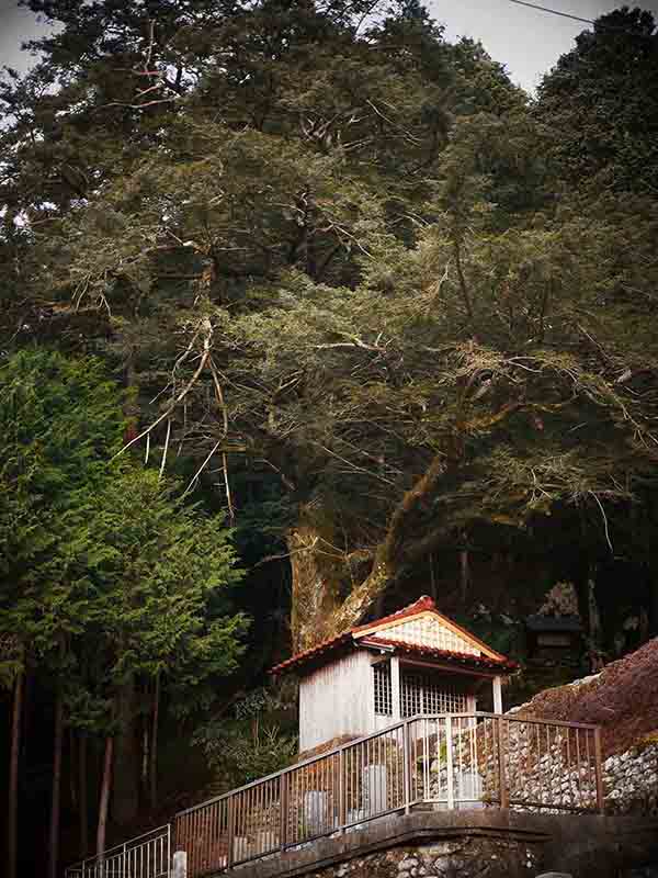 長泉寺のカヤの巨木