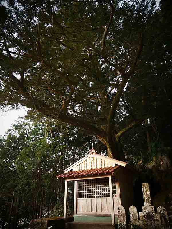 長泉寺のカヤの巨木