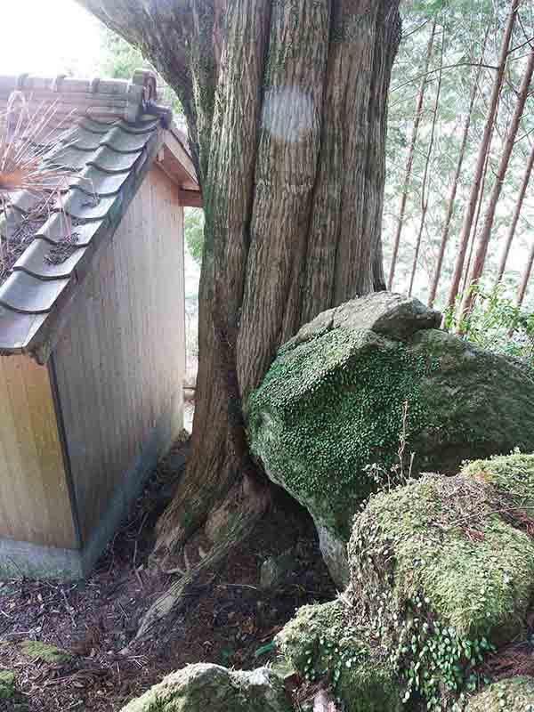 長泉寺のカヤの巨木