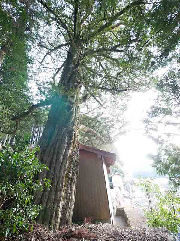 長泉寺のカヤの巨木