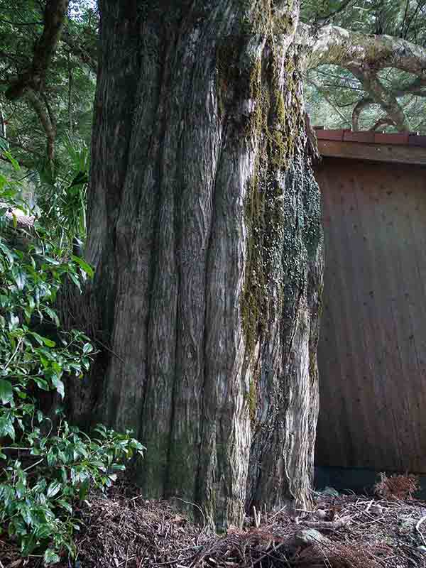 長泉寺のカヤの巨木