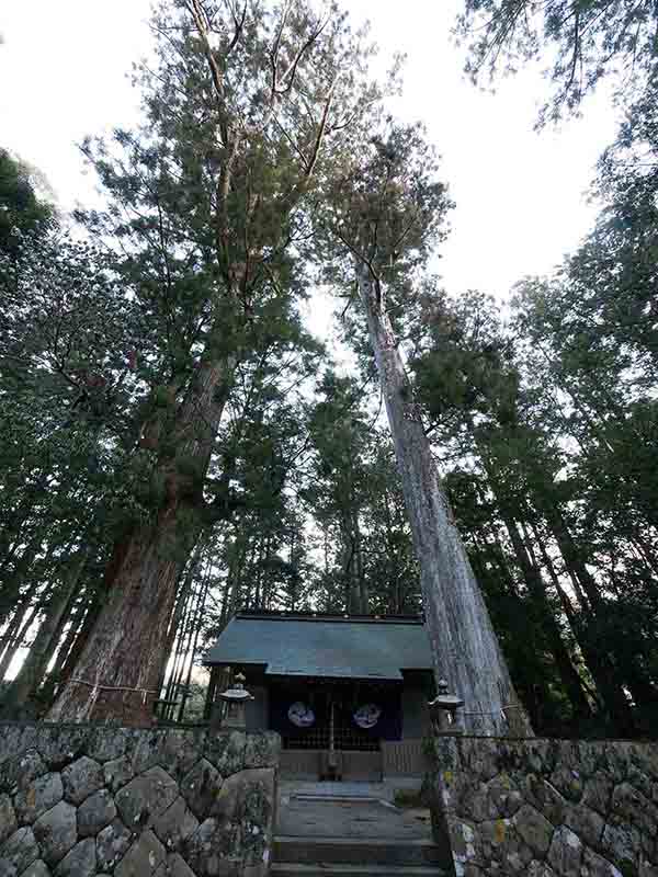 五郷飛鳥神社のスギ