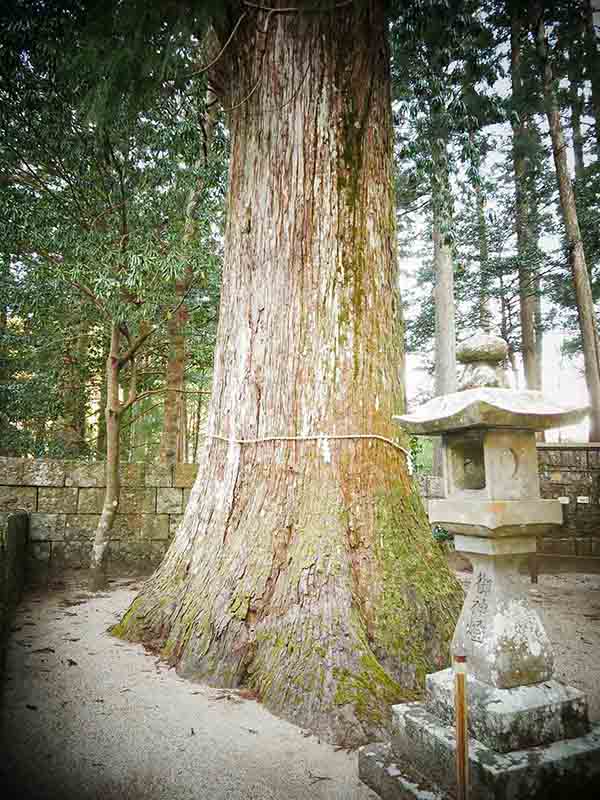 五郷飛鳥神社のスギ