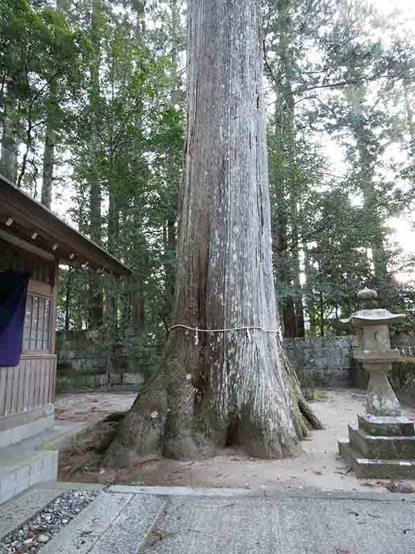 五郷飛鳥神社のスギ