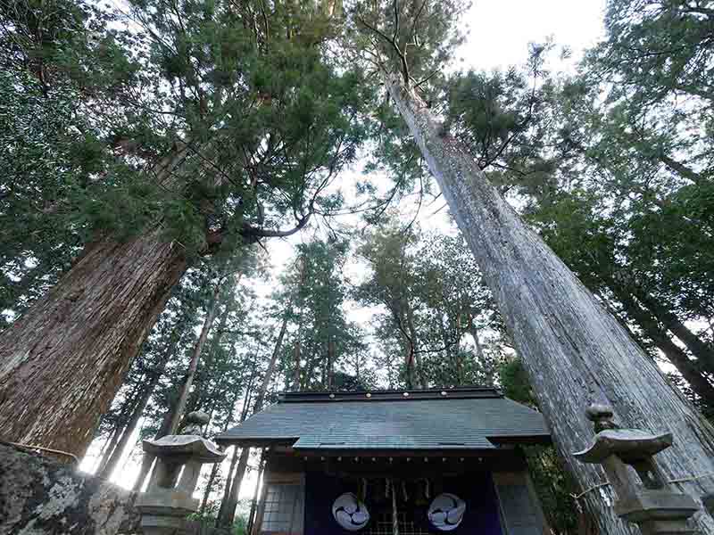 五郷飛鳥神社のスギ