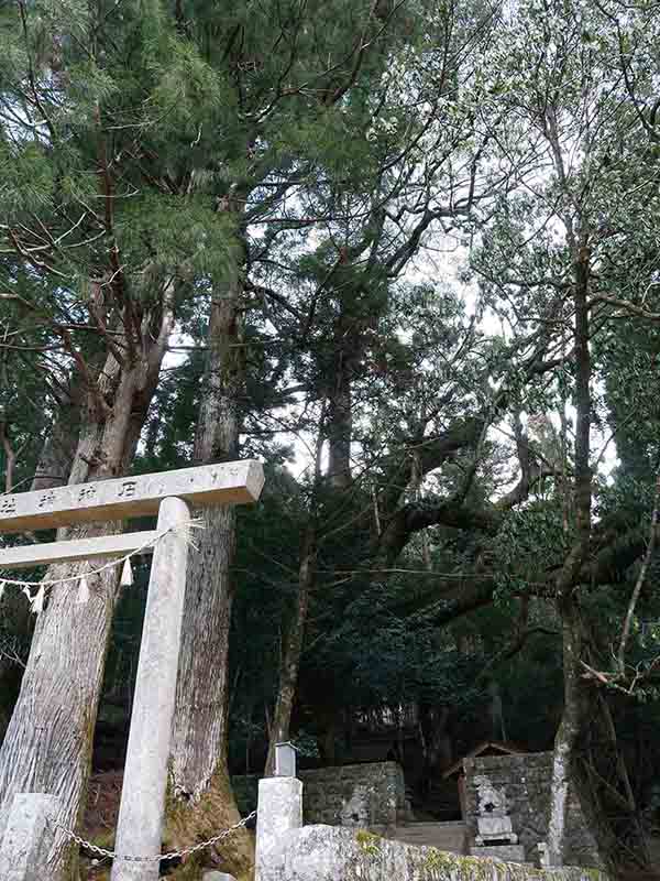 石上神社のクスノキ