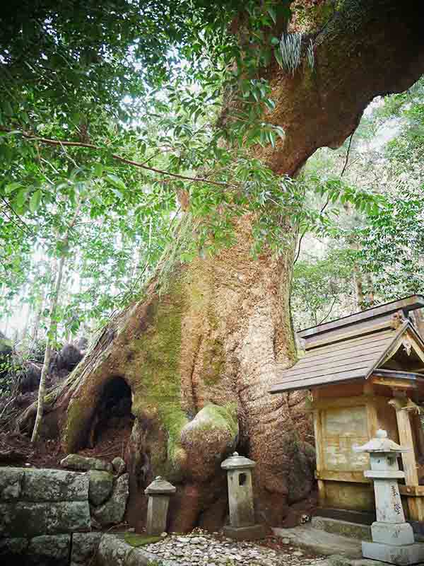 石上神社のクスノキ