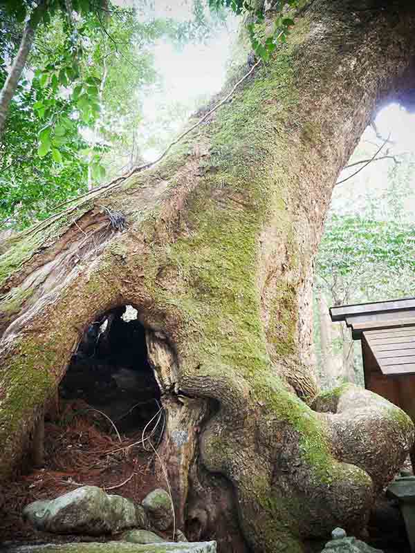 石上神社のクスノキ