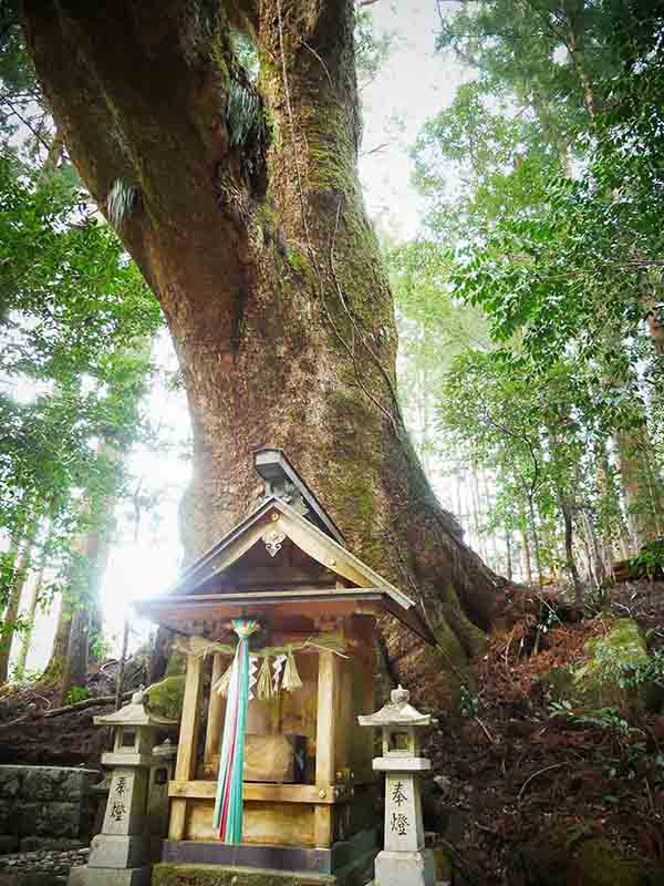 石上神社のクスノキ