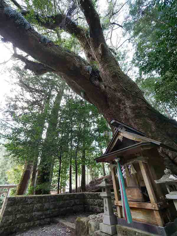 石上神社のクスノキ