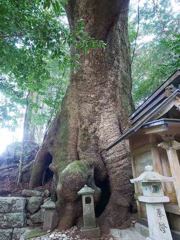 石上神社のクスノキ