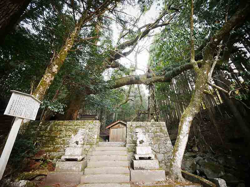 石上神社のクスノキ