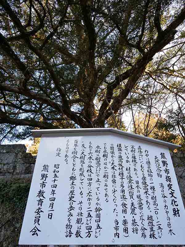 湯の谷のカヤノキ