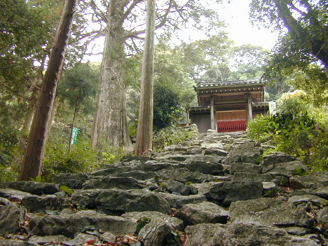 庫蔵寺のイスノキ樹叢