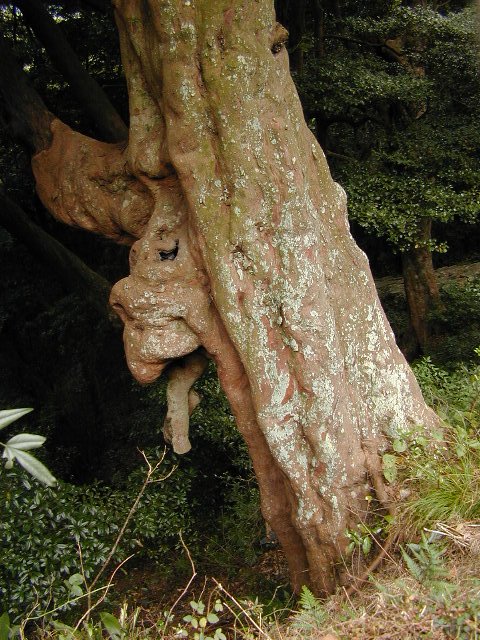 庫蔵寺のイスノキ樹叢