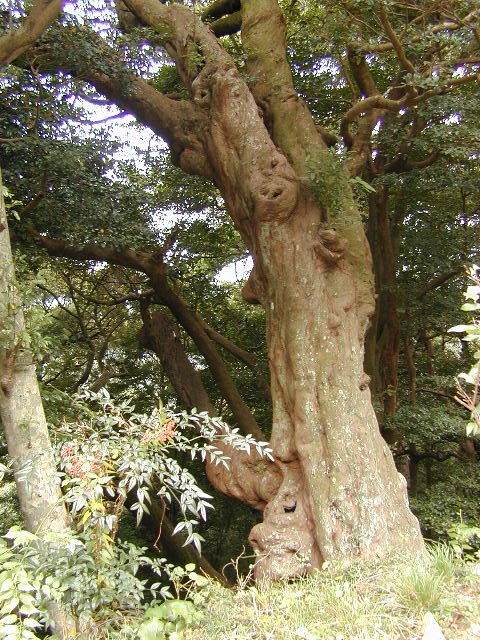 庫蔵寺のイスノキ樹叢