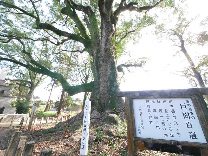 内海のアコウ