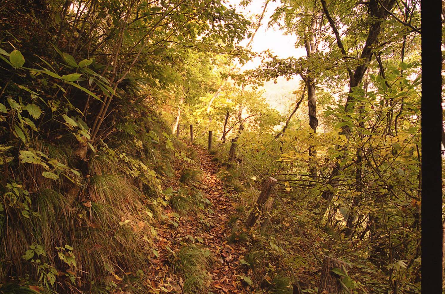 赤岩のトチ