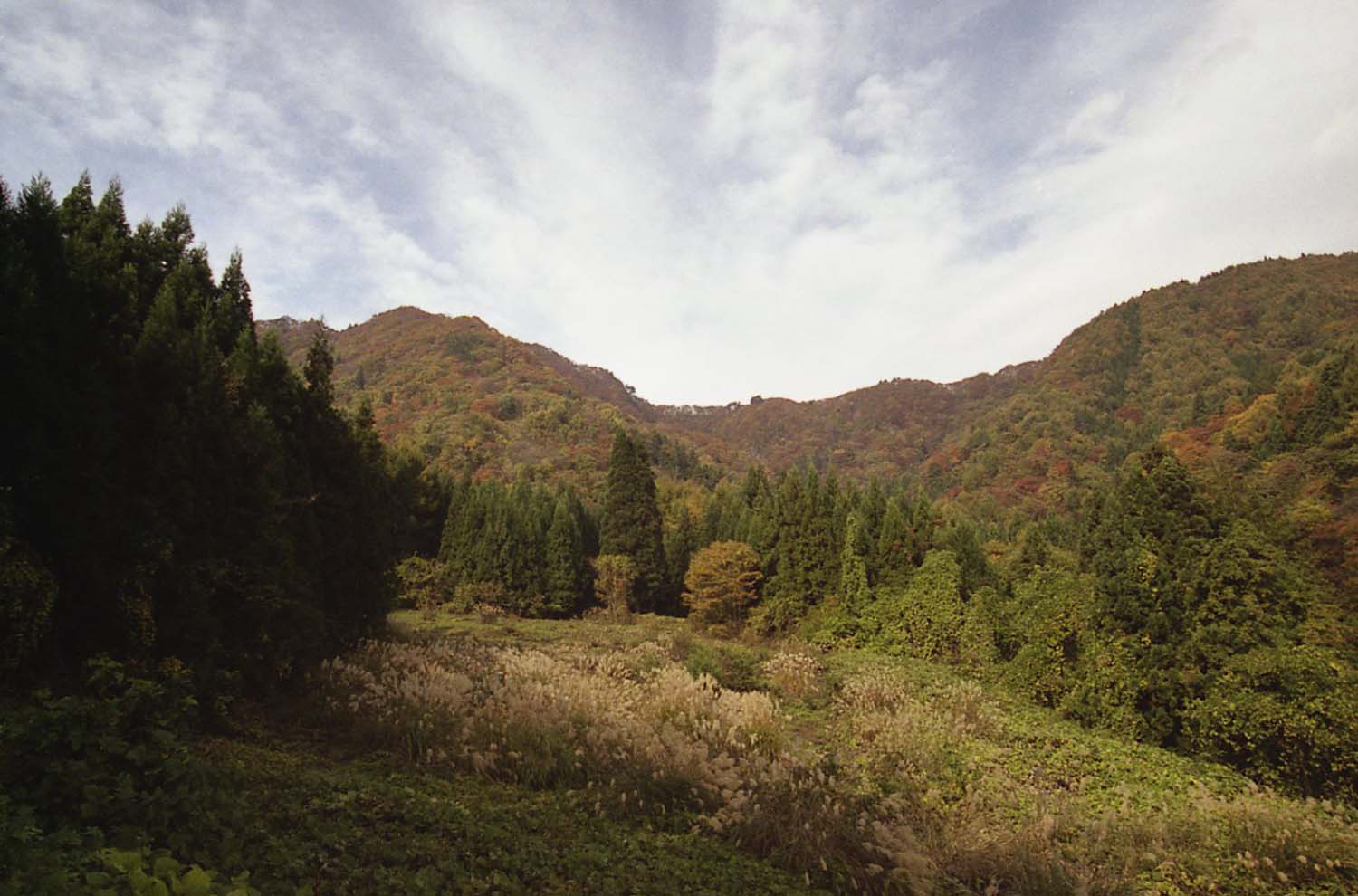 赤岩のトチ