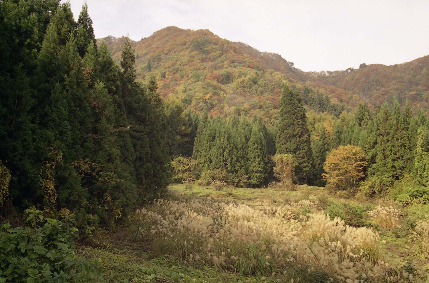 赤岩のトチ