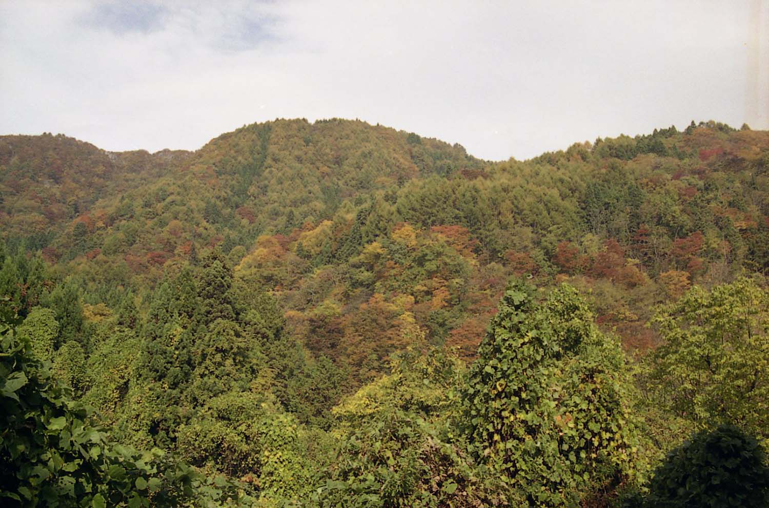 赤岩のトチ