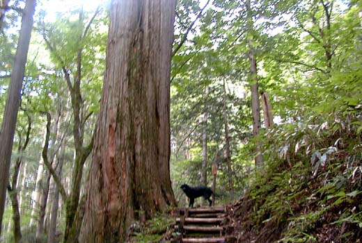 水木沢森林公園の巨大サワ