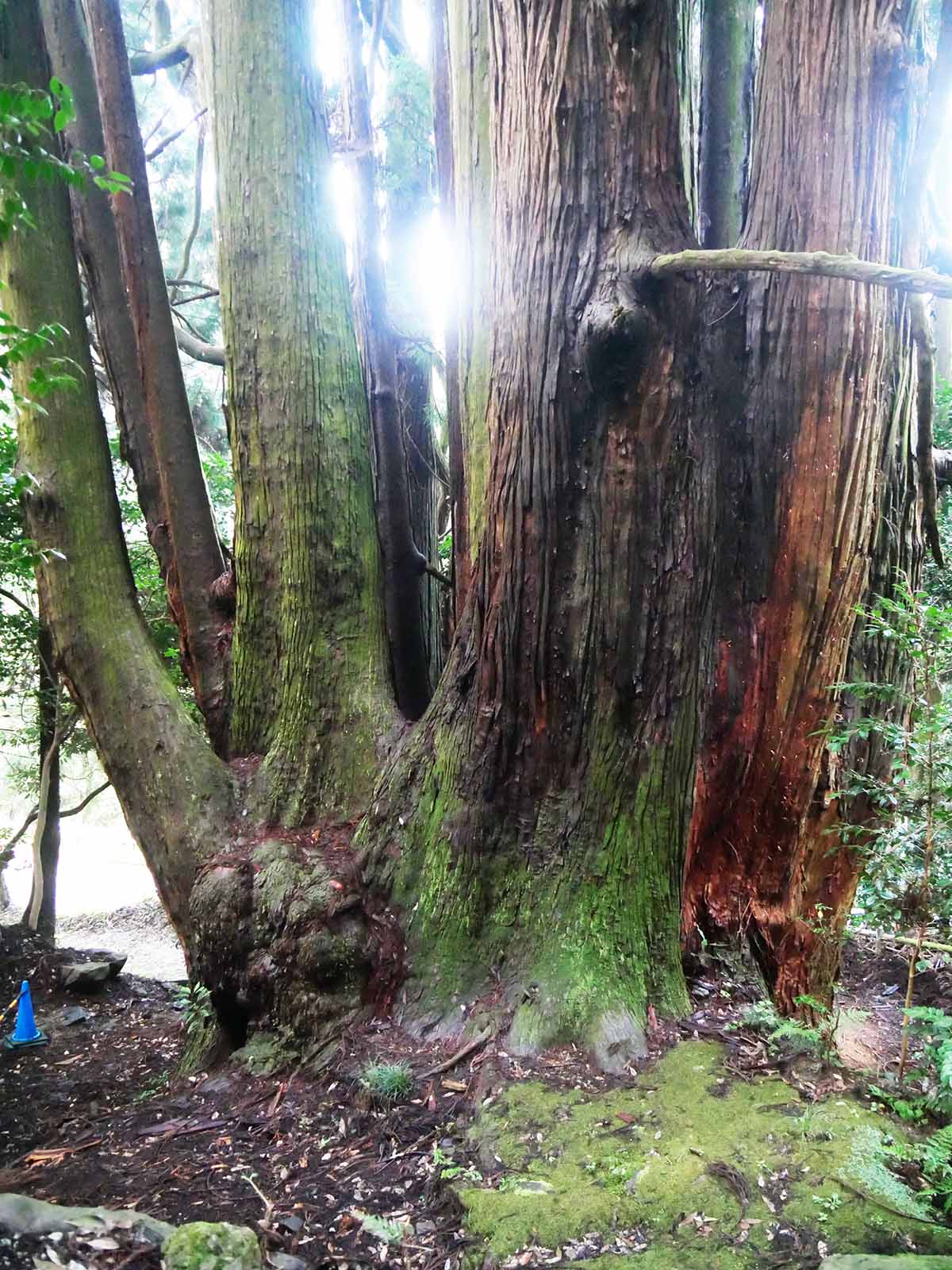 高井の千本杉