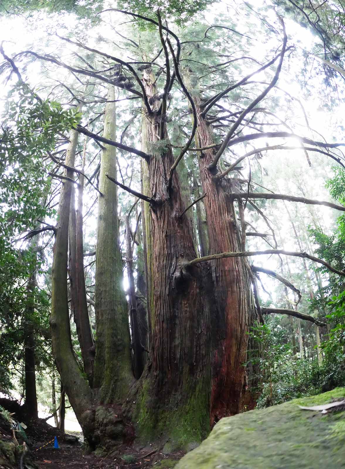 高井の千本杉