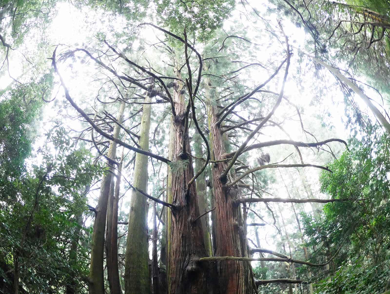 高井の千本杉