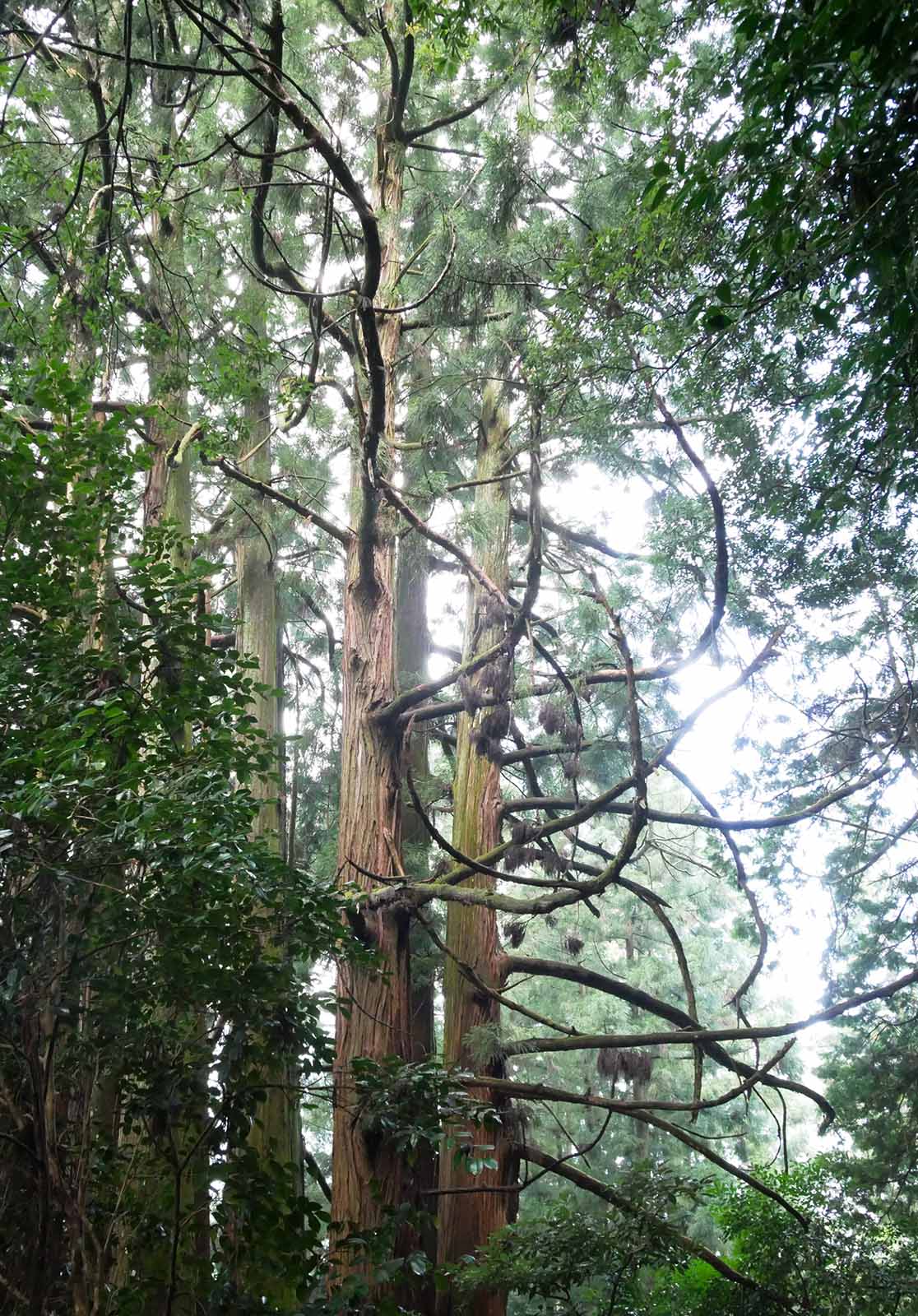 高井の千本杉