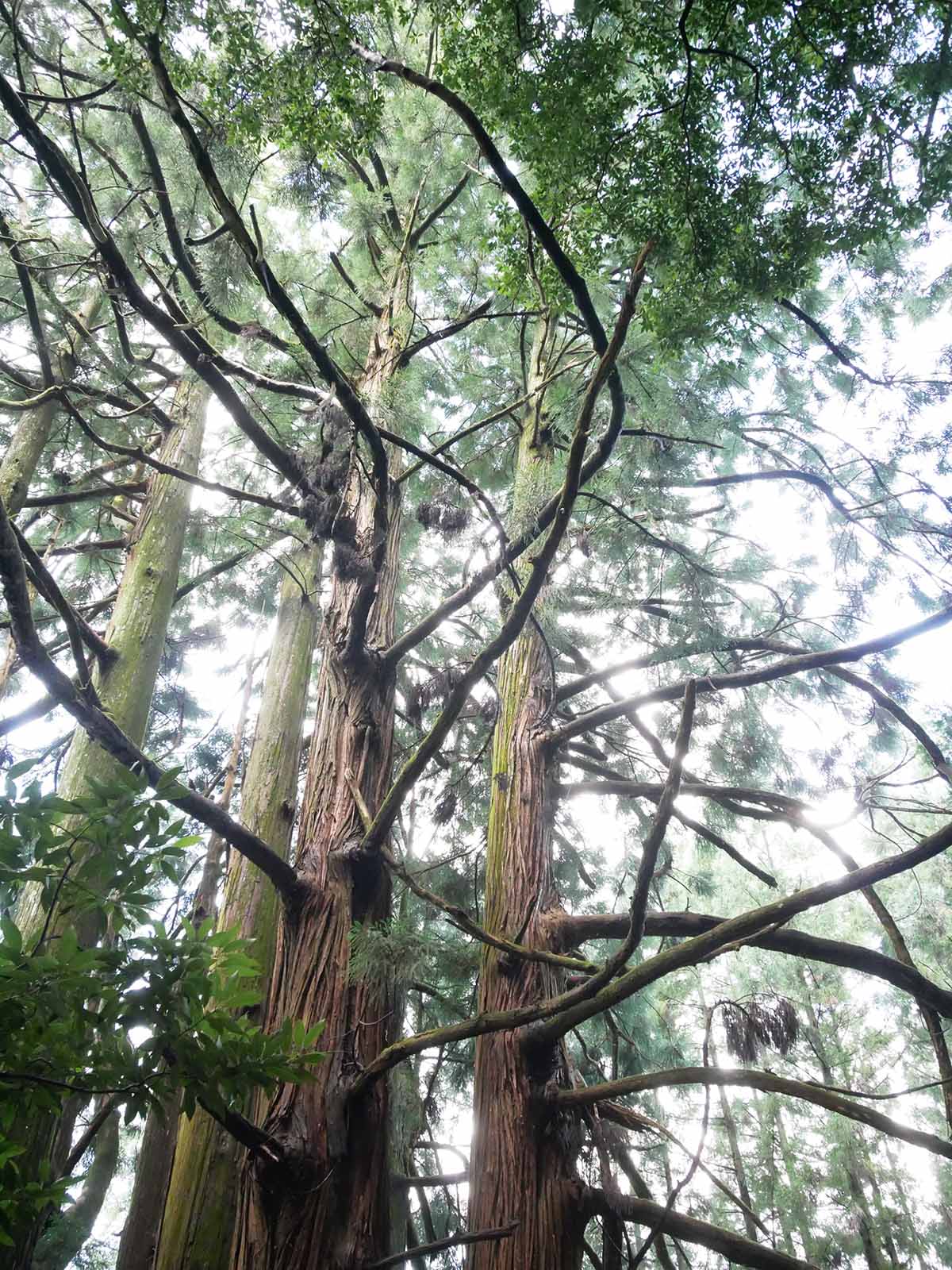 高井の千本杉