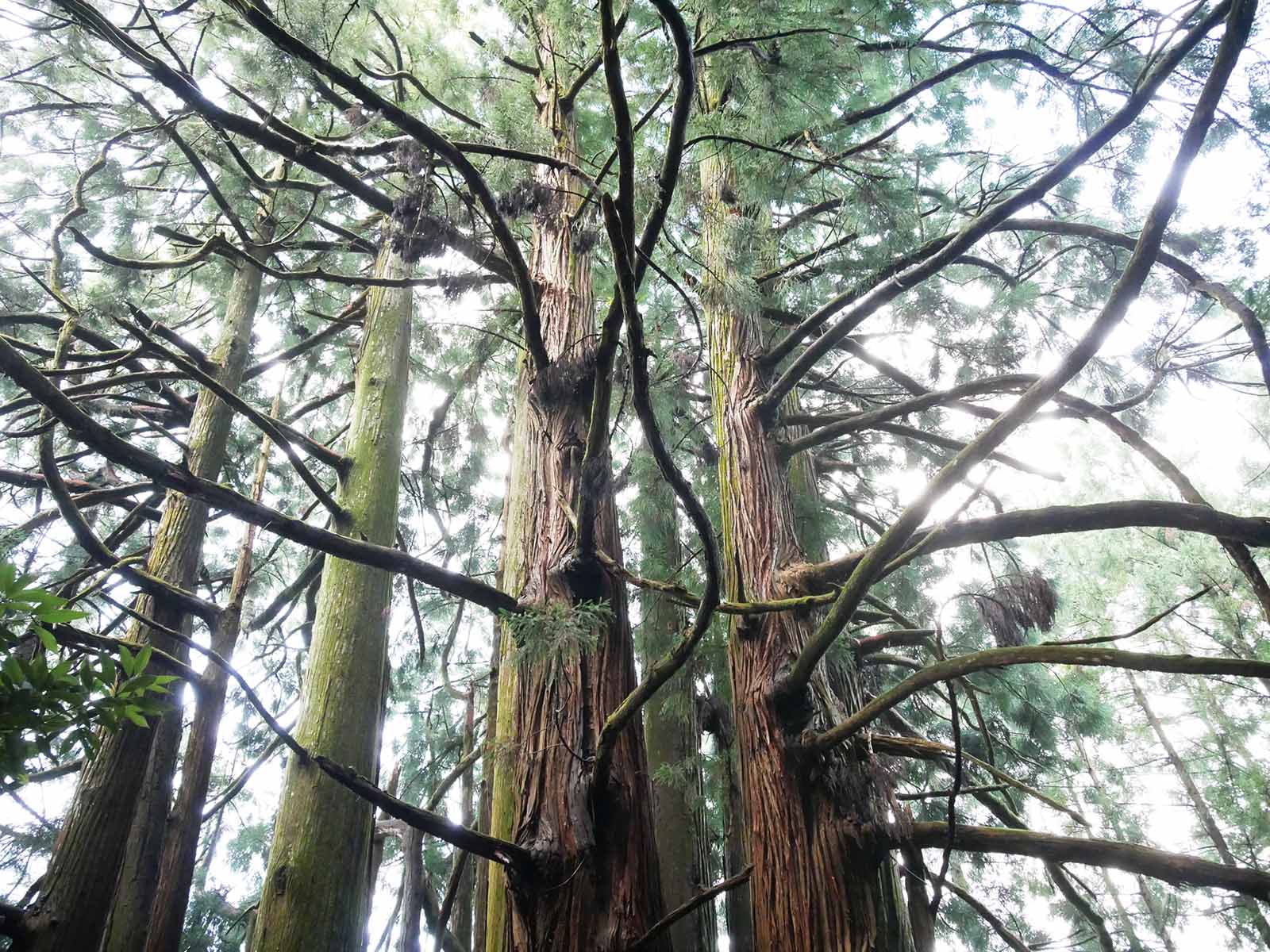 高井の千本杉