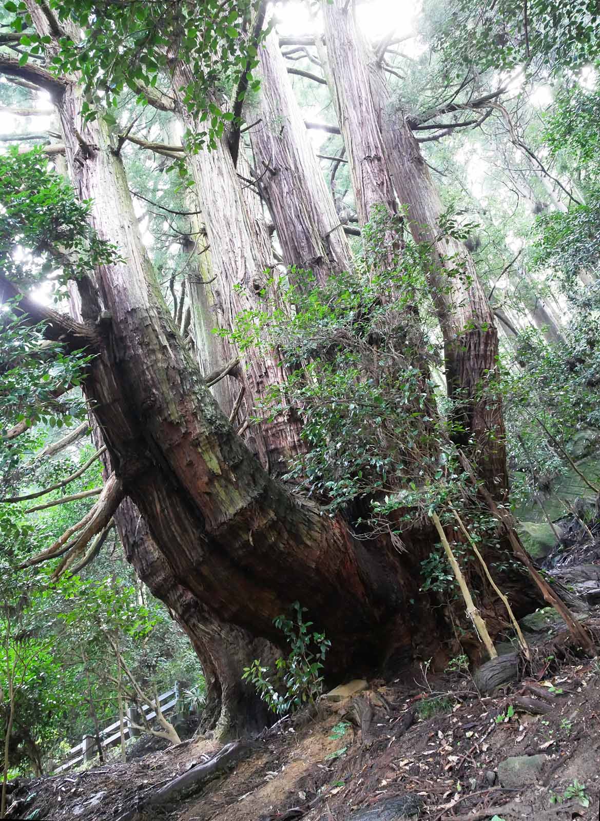 高井の千本杉