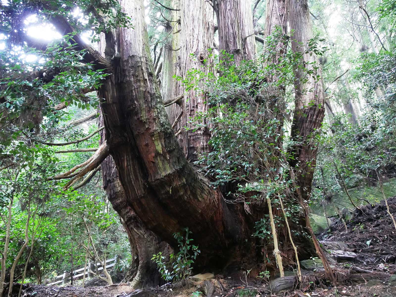 高井の千本杉