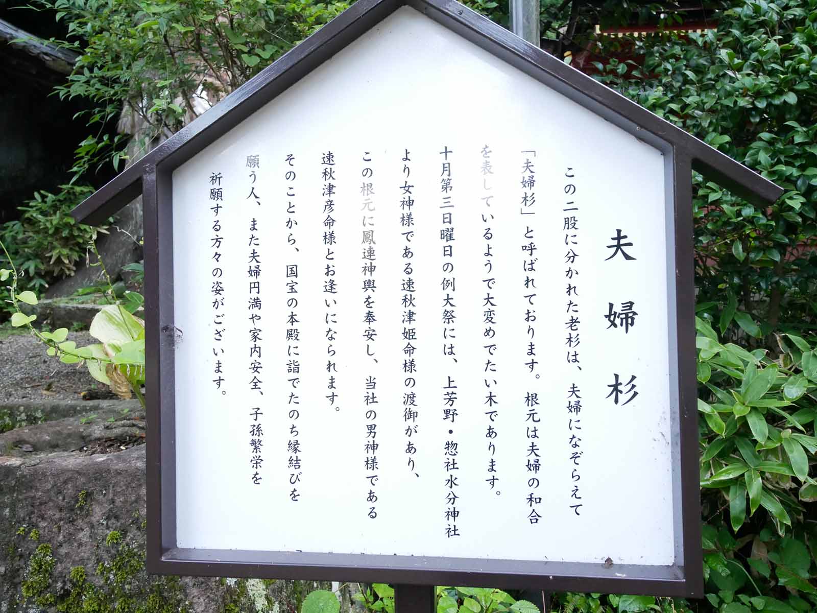 宇太水分神社の夫婦杉