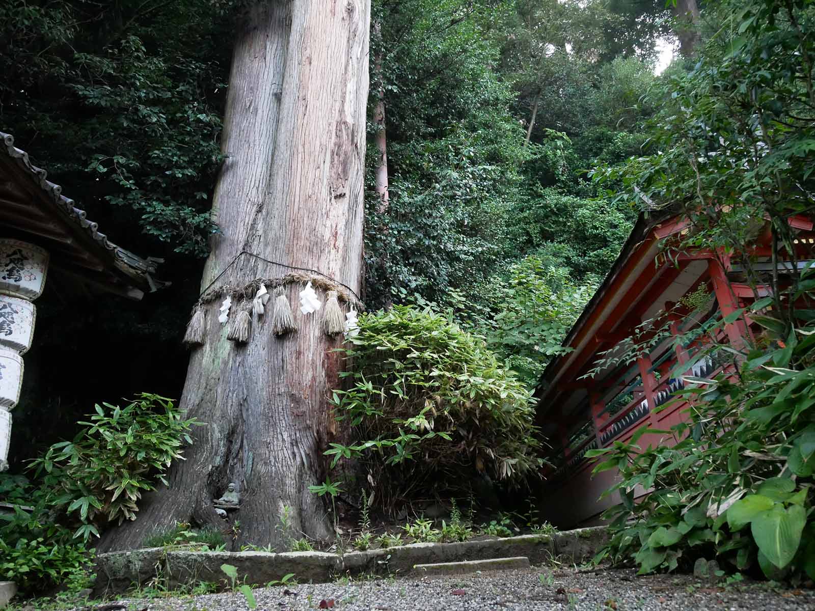 宇太水分神社の夫婦杉