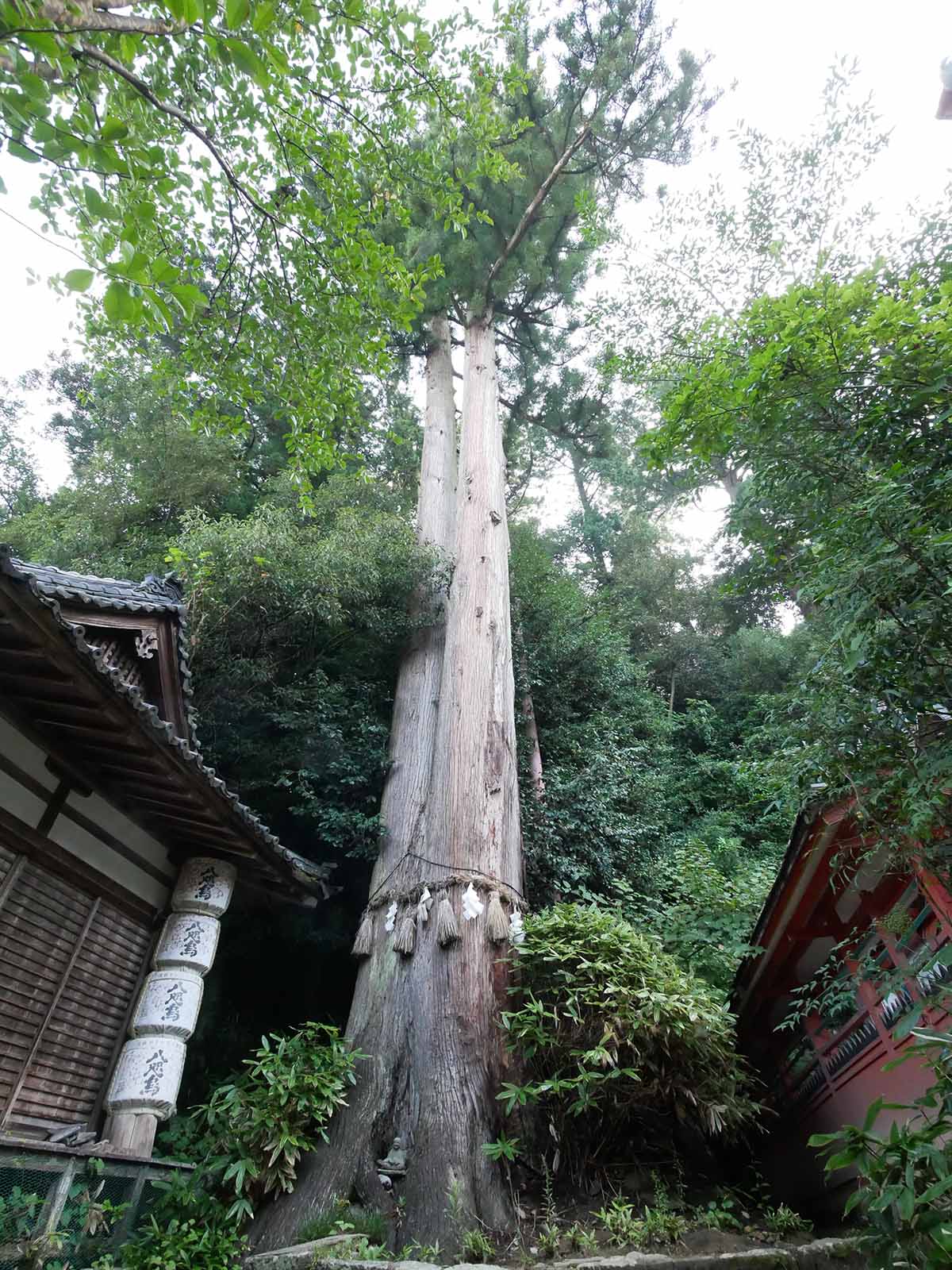 宇太水分神社の夫婦杉