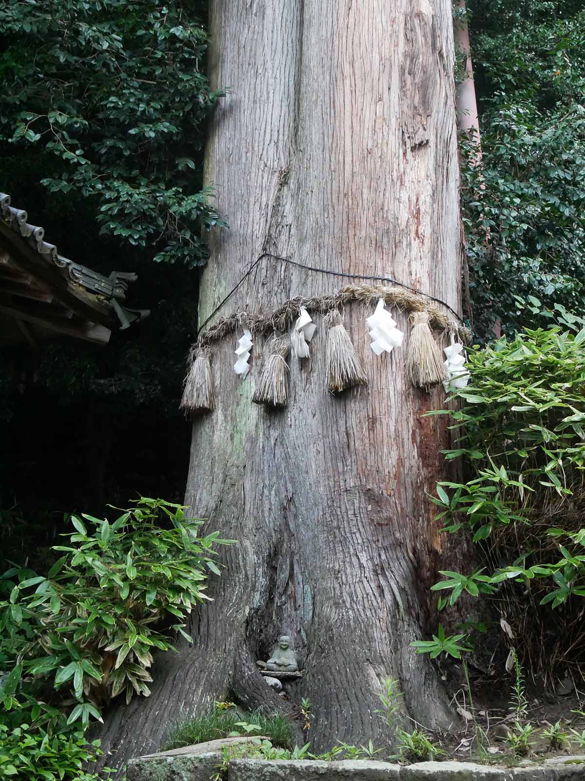 宇太水分神社の夫婦杉