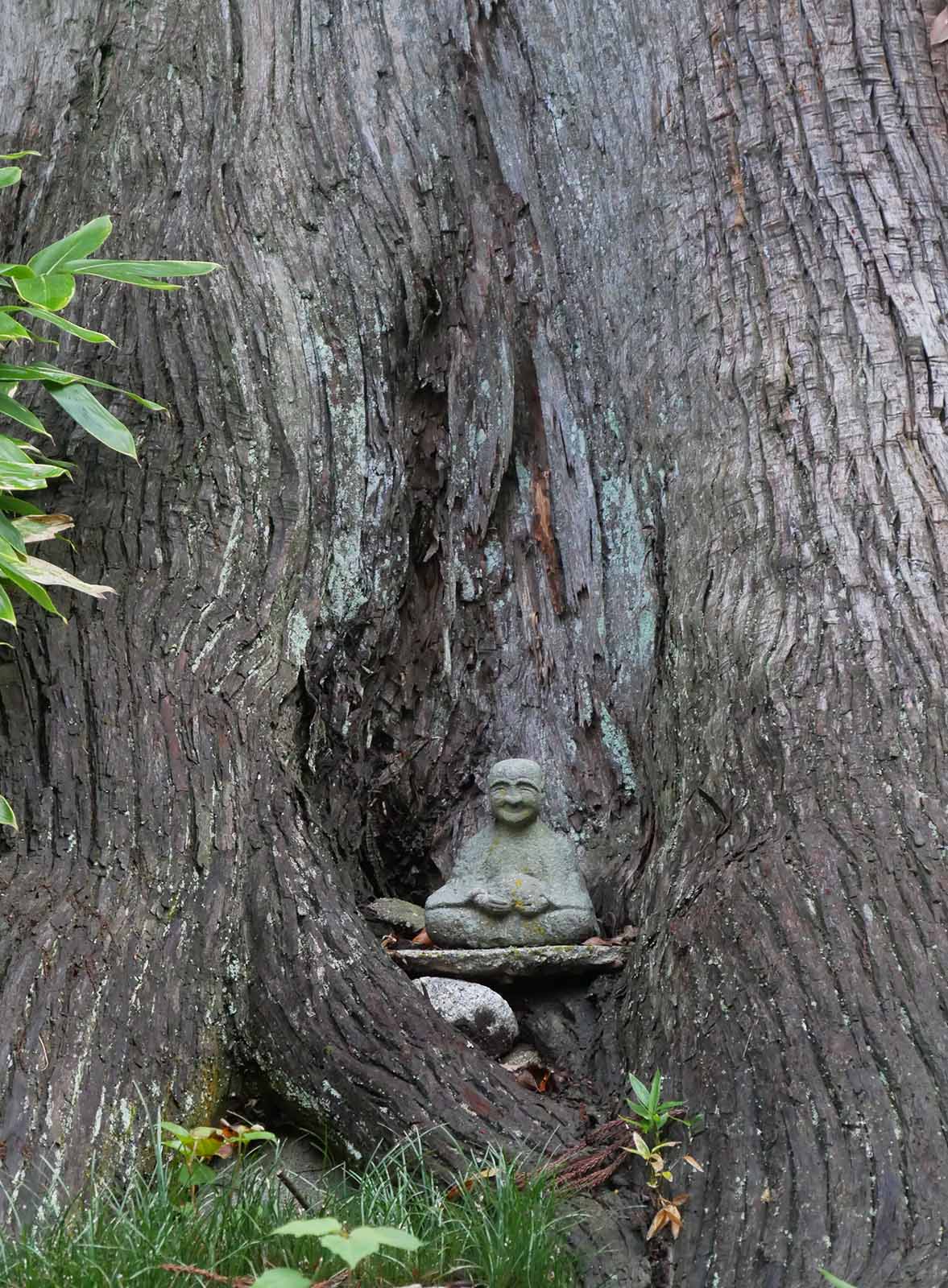 宇太水分神社の夫婦杉