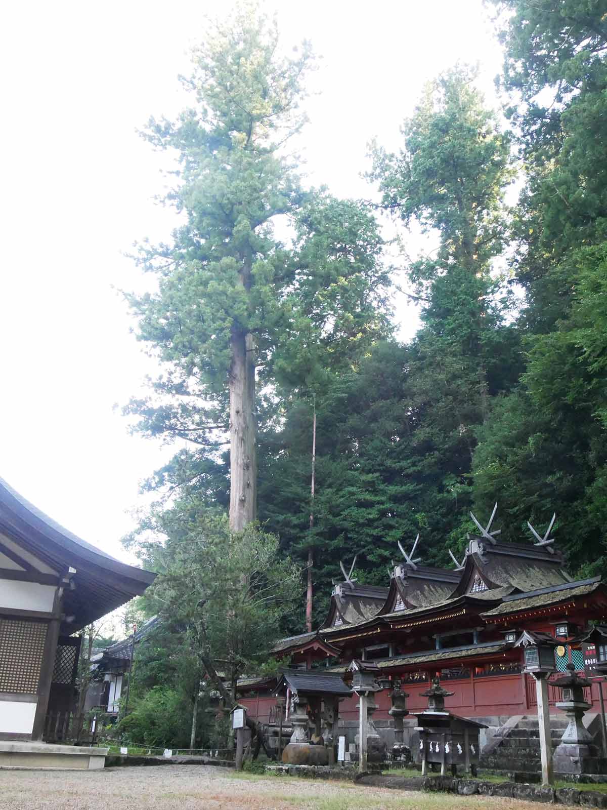 宇太水分神社の夫婦杉