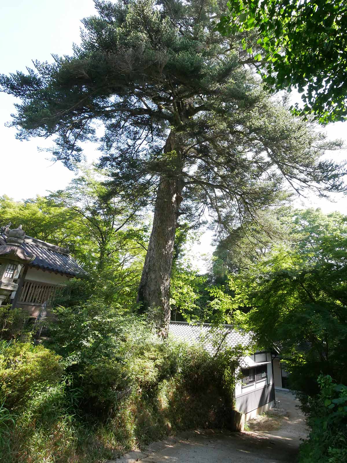 大願寺のモミ