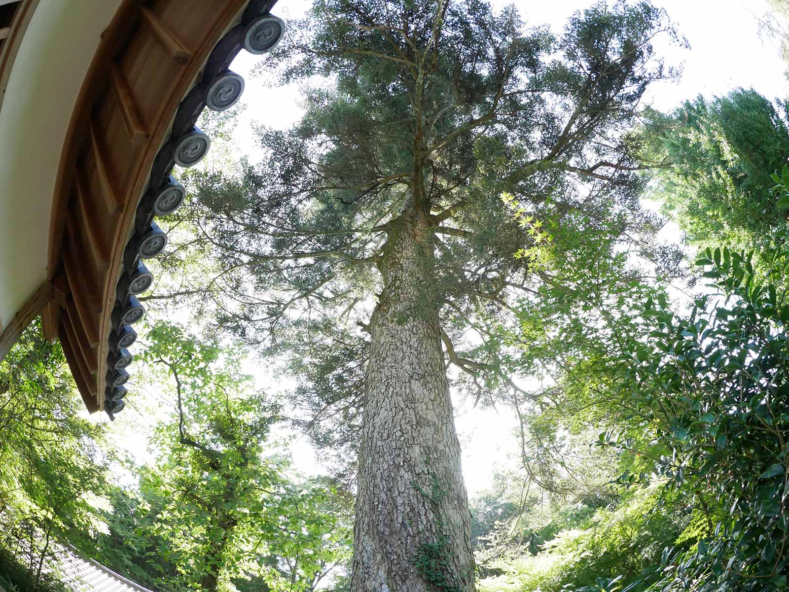 大願寺のモミ