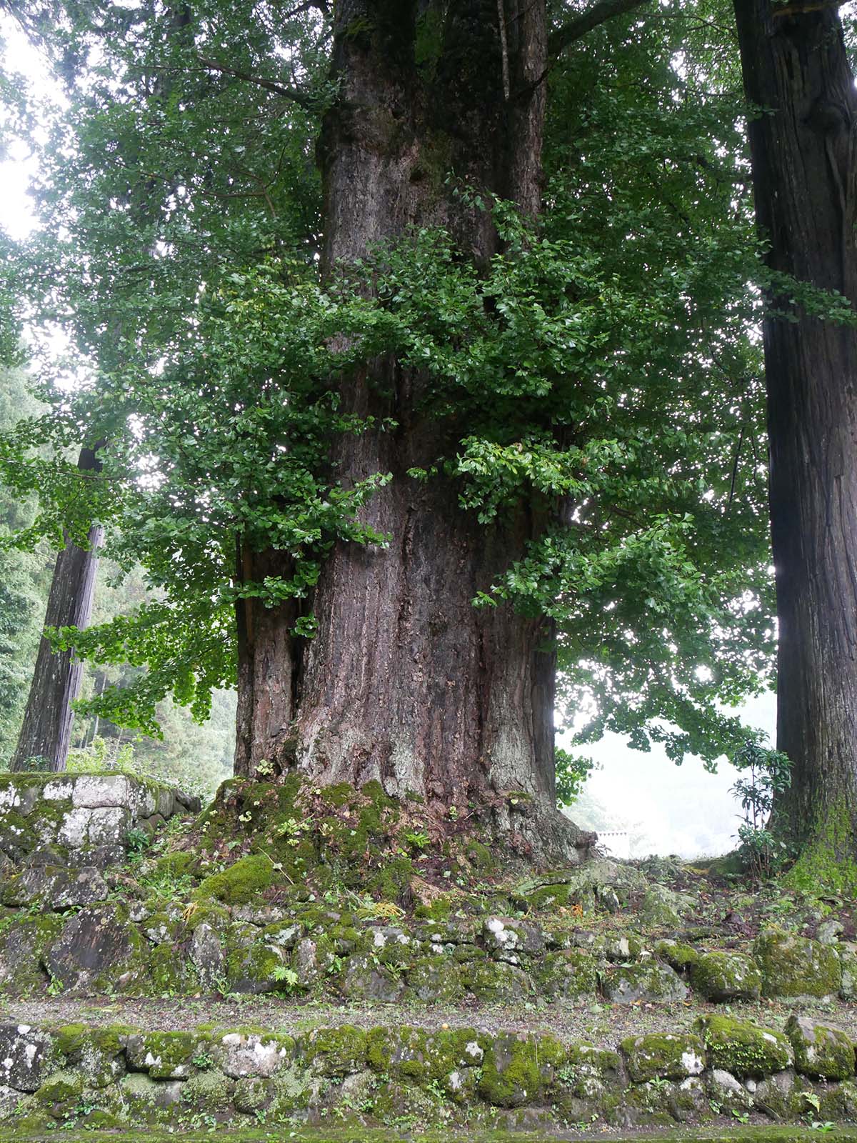 田口水分神社のイチョウ